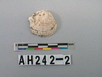 藏品(貝殼)的圖片